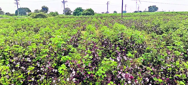 నాణ్యత ‘తెల్ల’బోయి!