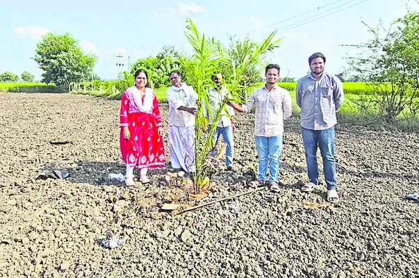ఆయిల్పామ్ సాగుతో లాభాలు