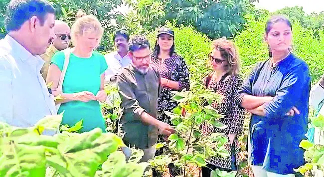 పత్తి పంట పరిశీలన
