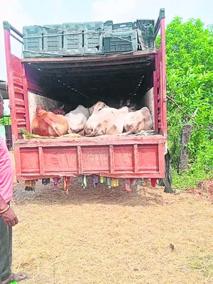 అక్రమంగా తరలిస్తున్న పశువుల పట్టివేత 