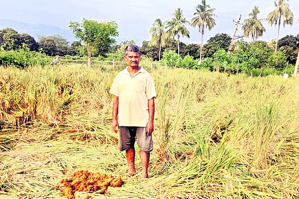 యల్లంపల్లిలో గజరాజులు