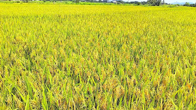ధాన్యం కొనుగోళ్లకు సర్వంసిద్ధం