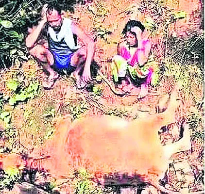 పిడుగు పడి పశువులు దుర్మరణం