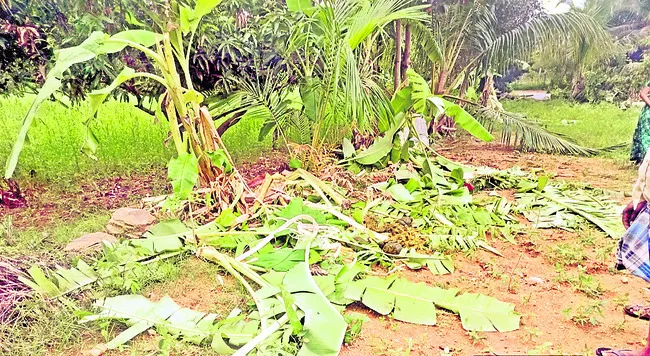 మళ్లీ ఏనుగుల దాడి