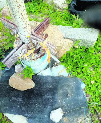 రెచ్చిపోతున్న ‘కాపర్‌ దొంగలు’ 