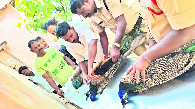 రసాయనాలు కలిసిన నీరు తాగి నెమళ్లకు అస్వస్థత 