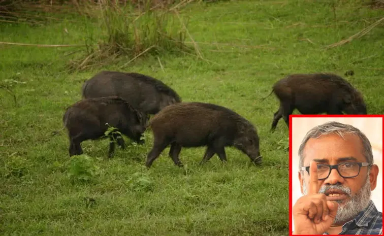 People eat wild boar meat to solve crop damage, says Kerala minister