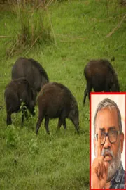 People eat wild boar meat to solve crop damage, says Kerala minister11
