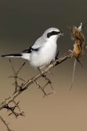 Shrikes: Meet the Bird That Impales Prey on Spikes10