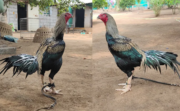 Cock Business worth over Rs 10 crore for Sankranti season