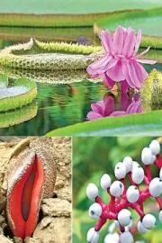  These Plants with Incredible Survival Mechanisms4