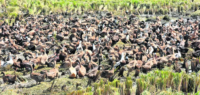 నెల్లూరు అతిథులు