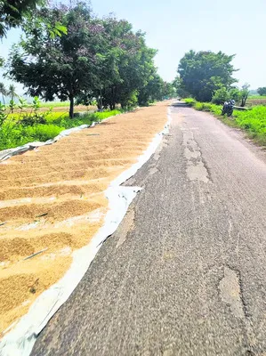 దారిప
