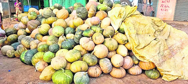 మన్యం గుమ్మడికి భలే డిమాండ్