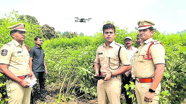 గంజాయి సాగుపై పోలీసుల ఉక్కుపాదం