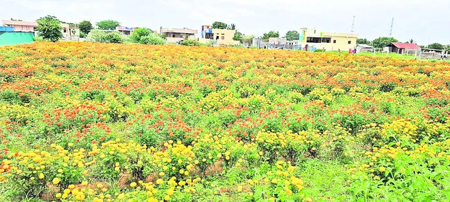బంతి సోయగం..!