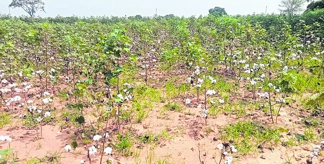 కౌలు.