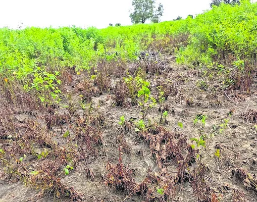 కాలం 