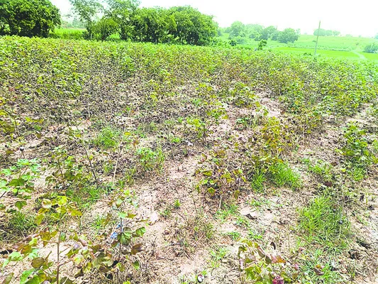 తెల్ల