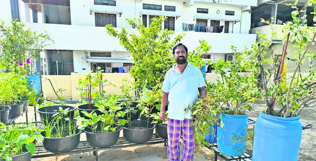 ఇంటికి హరిత కళ
