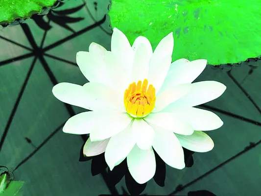 నెట్