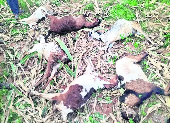 యూరియా తిని 12 మేకలు మృతి