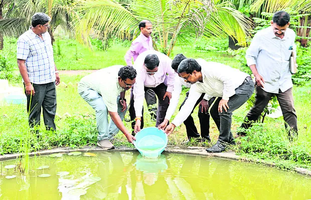 దోమల లార్వా నివారణకు గంబూషియా చేపలు 