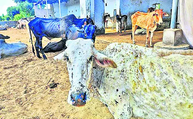 వ్యాధుల కాలం... జీవాలు భద్రం..! 