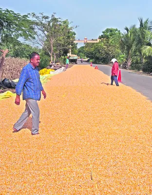 మక్క కొనుగోళ్లకు ఏర్పాట్లు!