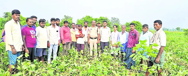 పత్తిచేలపై అడవిపందుల దాడి
