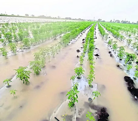 పంటలు హరీ !