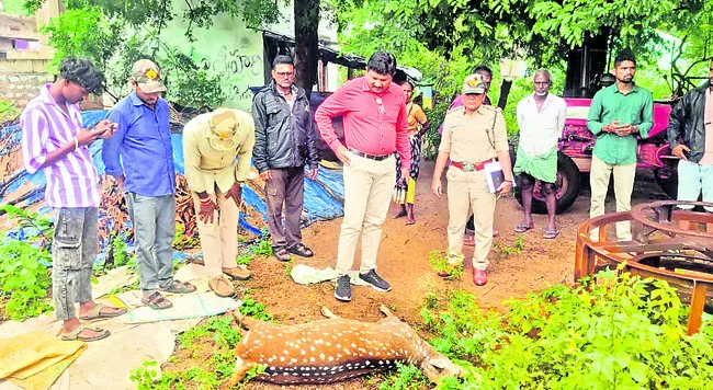 ఉచ్చులో పడి దుప్పి మృత్యువాత