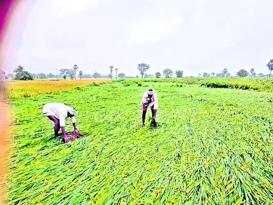 వర్షా