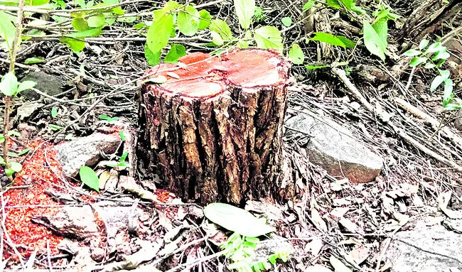 కలప విలువ రూ.3కోట్లకు పైగానే..