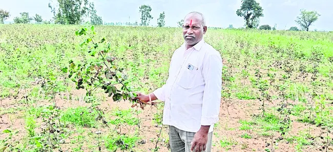 చెరుక