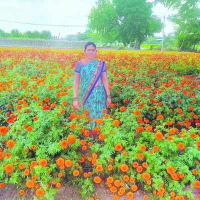 లాభాల