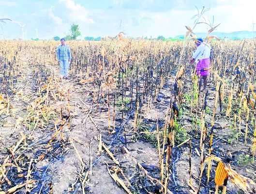 మొక్కజొన్న పంట దగ్ధం 