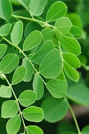 Karnataka farmer converts barren land into moringa farm annual turnover at Rs 40 lakh