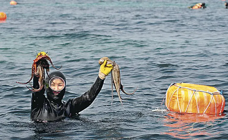 Sagubadi Sea food heros The ‘haenyeo’ Women Divers Of Jeju Island South Korea