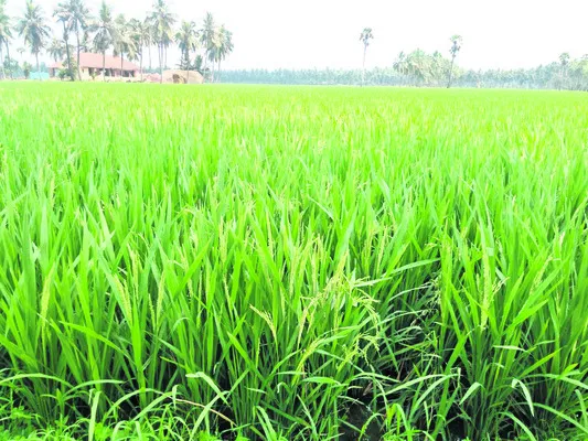 ఎడతెరిపిలేని వర్షాలతో ఆందోళన
