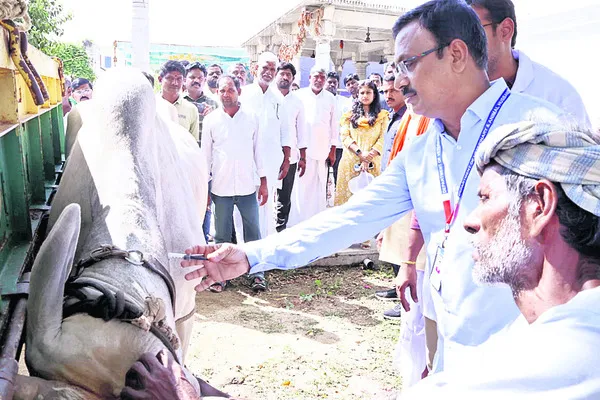 టీకాలతో పశువుల్లో రోగనిరోధక శక్తి 