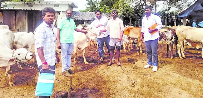 గాలికుంటు నివారణకు టీకాలు