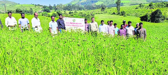 చిరుధాన్యాల సాగుతో లాభాలు