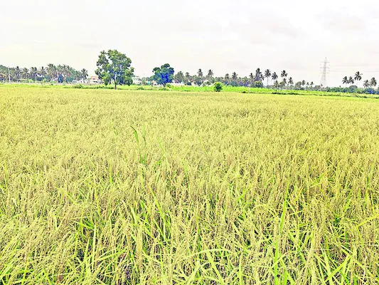 ‘బ్లాక్రైస్’ బంగారమే!