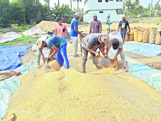 ధాన్య