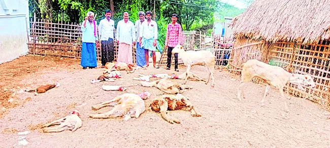 శునకాల దాడిలో 15 గొర్రెలు మృతి