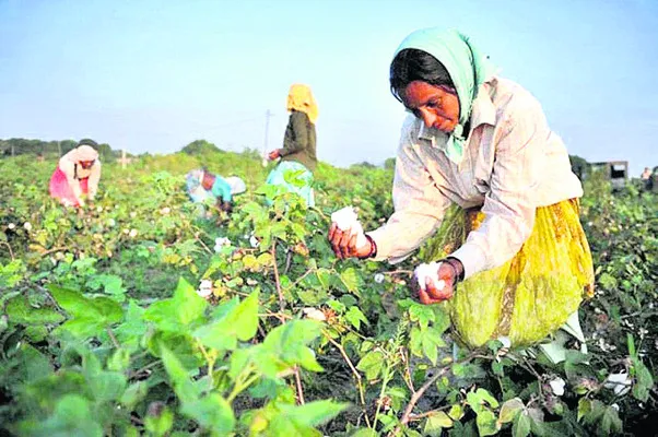 పండుగ తర్వాత పత్తి కొనుగోళ్లు