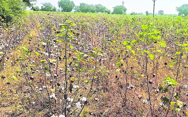 దిగుబడి..దిగాలు