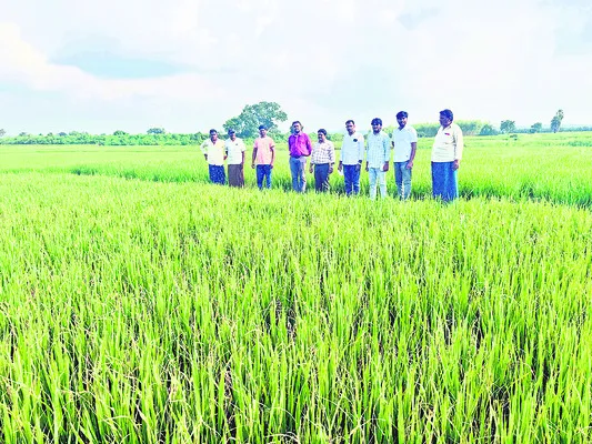 పంటల్