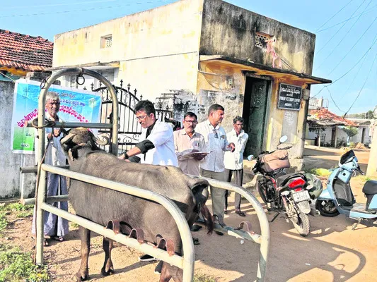 పశువులకు గాలికుంటు నివారణ టీకాలు